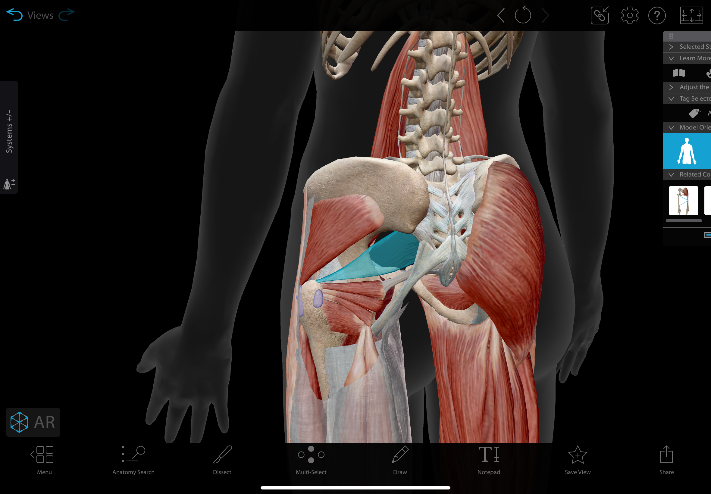 <p>A muscle located in the posterior pelvis, superior to the sciatic nerve as the nerve exits the pelvis</p><p></p><p>action: laterally rotates the hip</p>