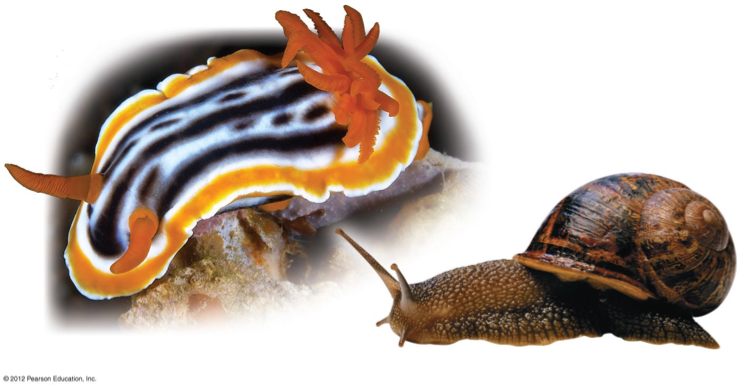 <p><span>This is a question with multiple correct answers</span></p><p><span>Which of the following apply to the slug and snail in the image?</span></p><p><span>&nbsp;</span></p><p><span>A. mantle</span></p><p><span>B. gastropod</span></p><p><span>C. arthropod</span></p><p><span>D. bilateral&nbsp;symmetry</span></p><p><span>E. cnidarian</span></p><p><span>F. cnidocyte</span></p><p><span>G. radial symmetry</span></p><p><span>H. mollusc</span></p>