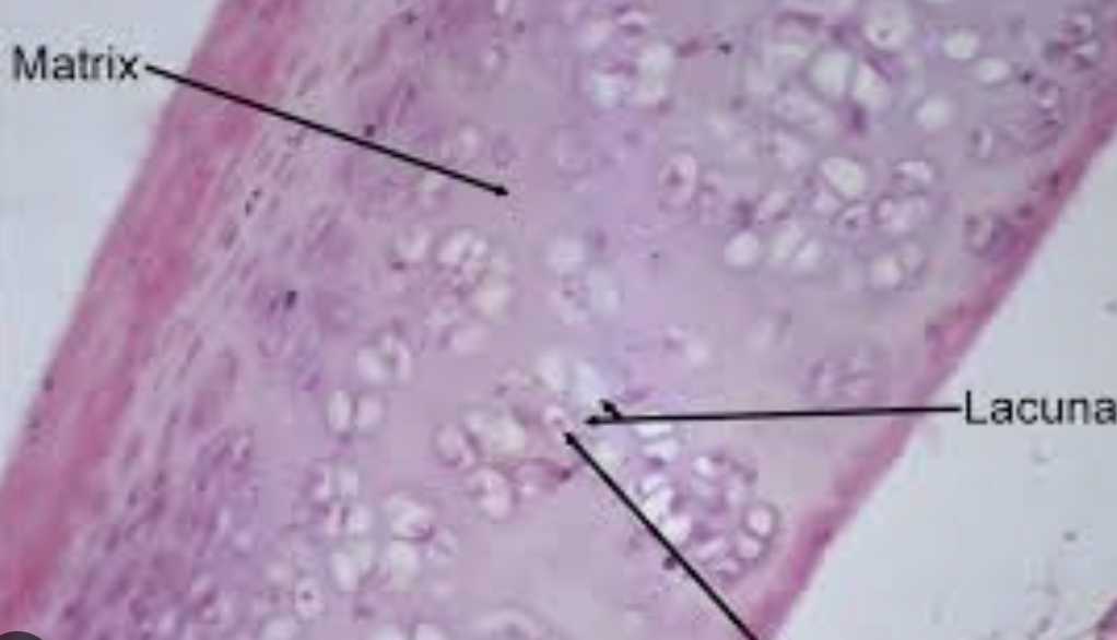 <p>Type of Tissue?</p>