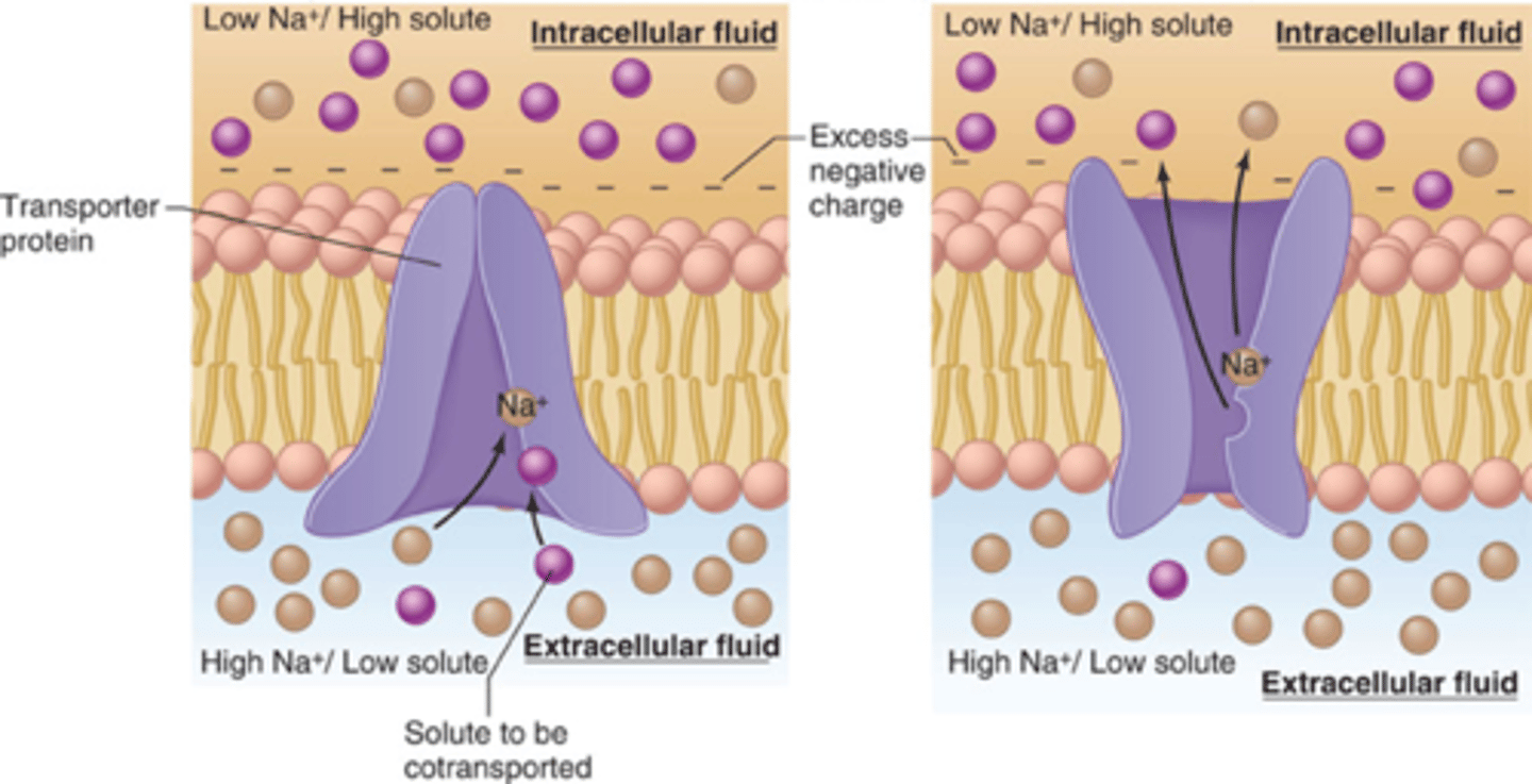 <p>-against the concentration gradient, but no direct ATP use</p><p>-a solute moving with the gradient binds to open the channel</p><p>-the secondary ion hitches a ride across the membrane while the channel is open</p>