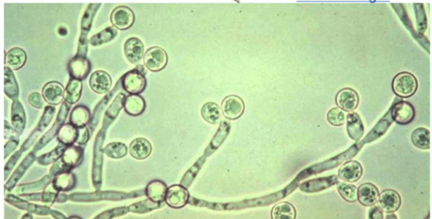 <p>what medium was this <em>Candida albicans </em>isolated on?</p>