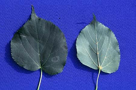 <p>rossige okselhaartjes, blad is kaal, voelt zacht aan</p>