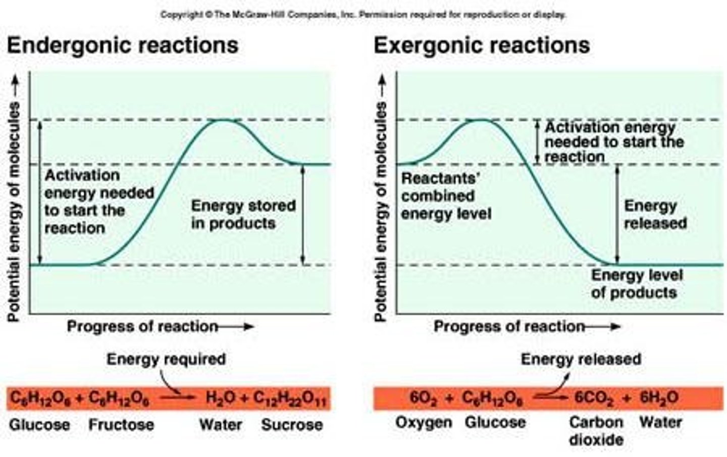 <p>Releases free energy; spontaneous process.</p>