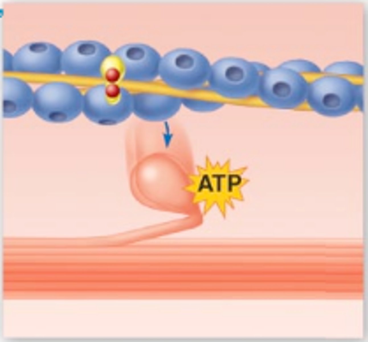 <p>ADP is released, and ATP binds to the myosin head, causing it to detach from the actin filament.</p>