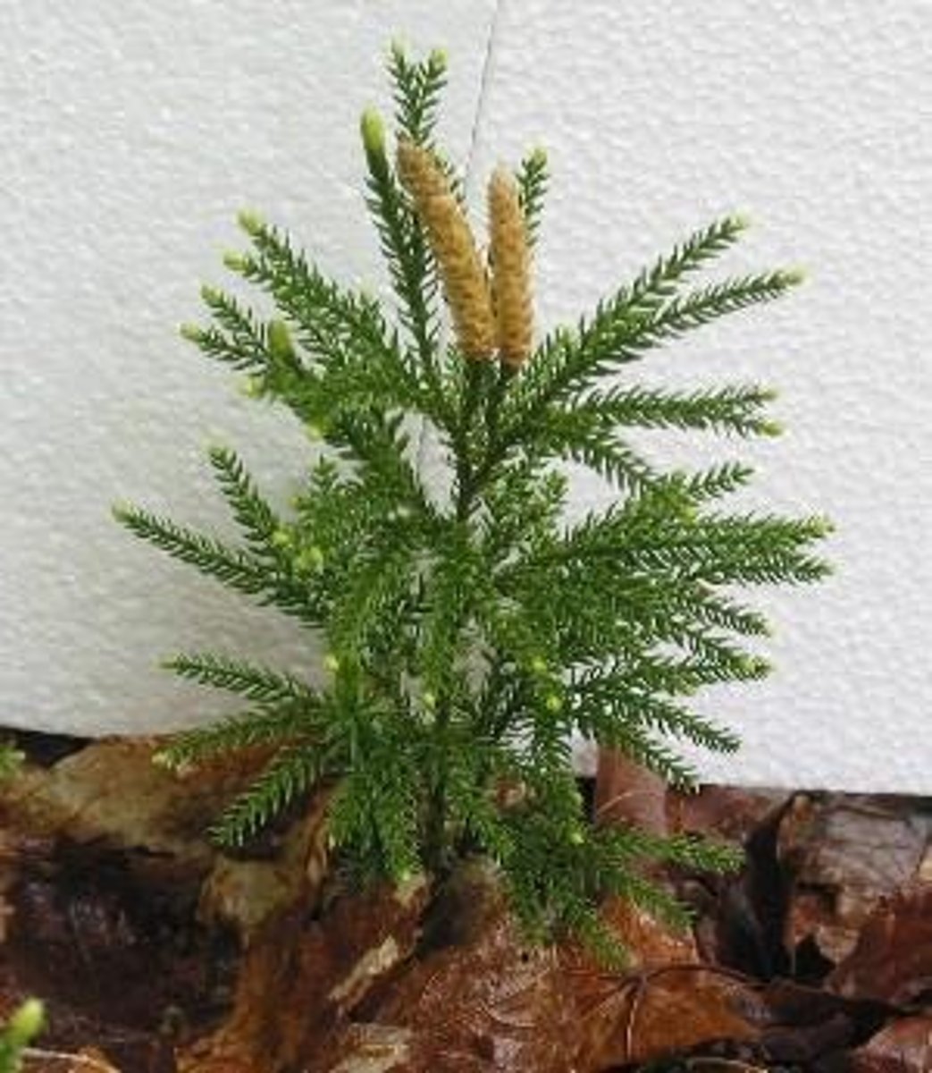 <p>cone-like structures formed from sporophylls, found in some vascular plants</p>