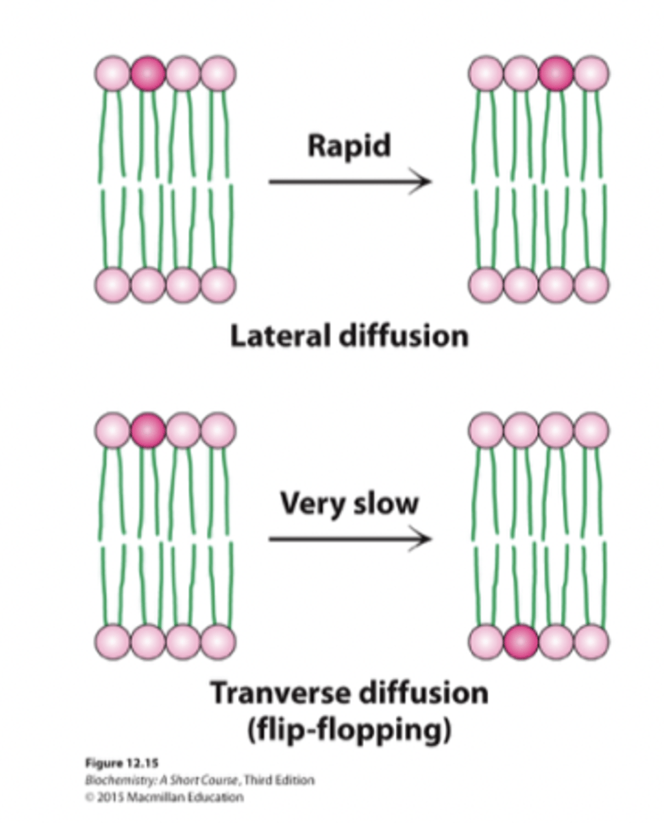 <p>- within the same leaflet → easy</p>