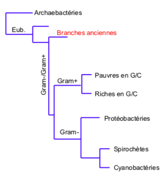 <ul><li><p><span style="font-family: ArialMT">Extrémophiles</span></p></li><li><p><span style="font-family: ArialMT">Zones géothermiques actives : milieux comparables à l’environnement primitif</span></p></li><li><p><span style="font-family: ArialMT">Multi-resitantes : </span></p><p><span style="font-family: ArialMT">- UV : 10 000 fois la dose tolérée par l’homme<br>- Radiations : 5.106 rads (1000 mortelles pour l’homme) - Inactivée à - 45°C<br>- Dessication<br>- Famine<br>- Vide<br>- Acide</span></p></li></ul>