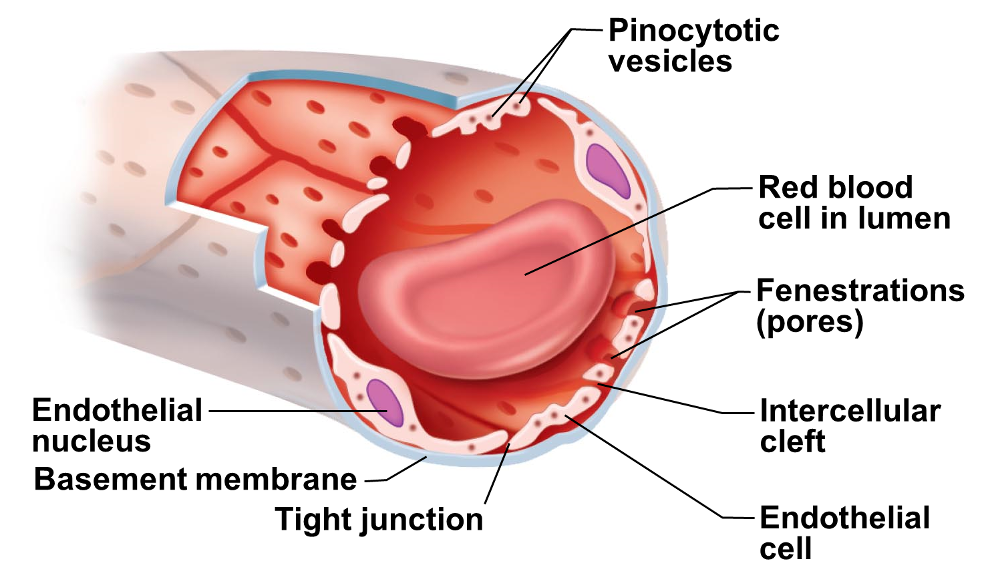 <p><strong><span style="font-family: Arial">Fenestrated Capillaries</span></strong></p>