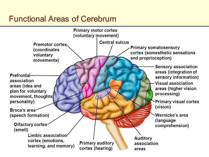 <p>Cerebrum: Functional Sensory Areas</p>