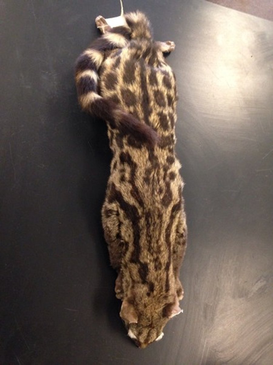 <p>Clade, order, and family?</p>