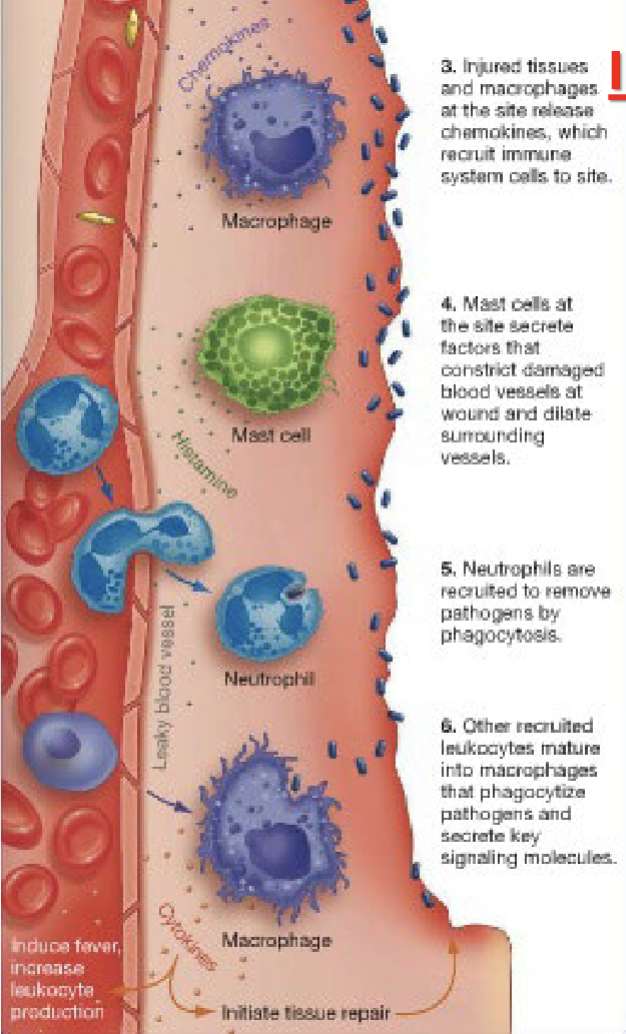 <ul><li><p>BIG EATER-ALONG WITH OTHER CELLS SECRETE CYTOKINES THAT CAUSE SWELLING AND FEVER, STIMULATE LEUKOCYTE MITOSIS (ELEVATE WHITE BLOOD CELL COUNT); INCREASE FIRING IN NEURONS CARRYING PAIN SIGNALS</p></li><li><p>MORE FORM FROM WHITE BLOOD CELLS (THROUGH MITOSIS WHERE THEY DIVIDE)</p></li></ul><p></p>
