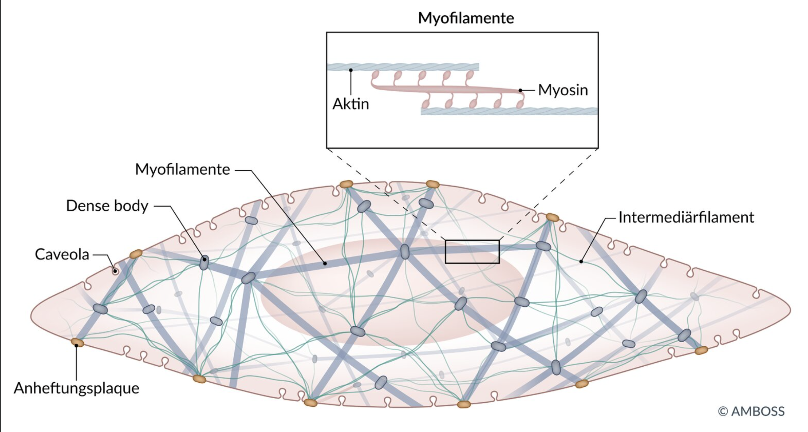 <p>A. Their caveolae serve, among other things, to take up Ca²⁺ into the cell.</p>