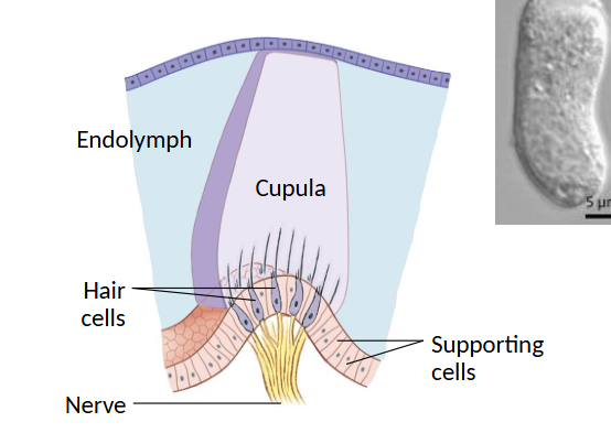 <p>hair cells grouped here, within ampulla of canals, detect spin (rotational acceleration) for equilibrium</p>