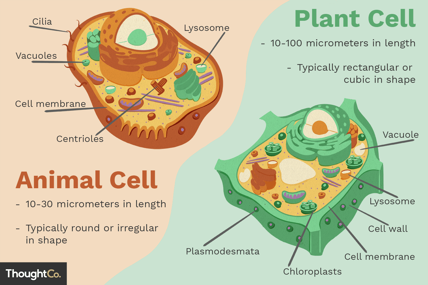 <p>The cell membrane <span style="color: #ff0000">controls the movement of substances in and out</span> of the cell. It’s selectively <span style="color: red">permeable</span>, allowing essential nutrients in and waste out.</p>