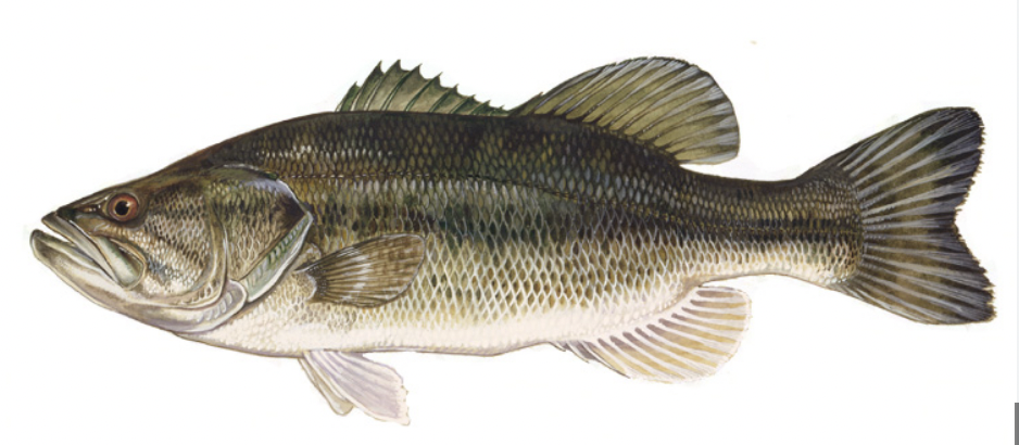 <p>Centrarchidae</p>