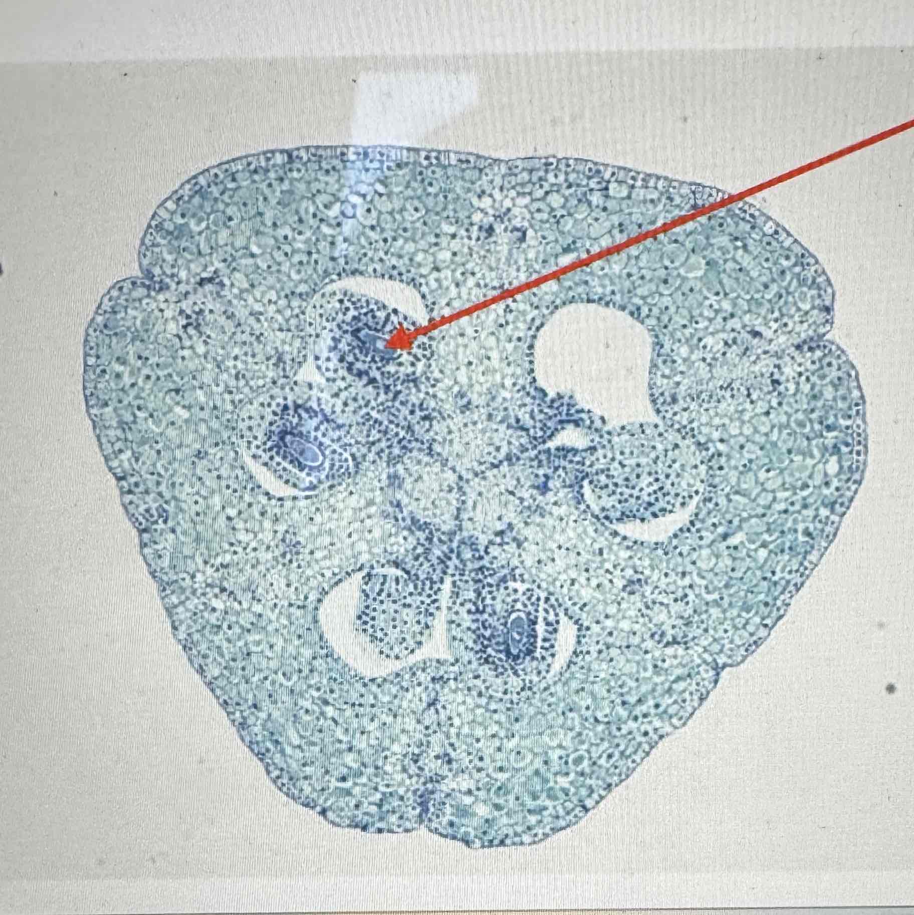 <p>what part of the life cycle of the Angiosperm is this ovule?</p>