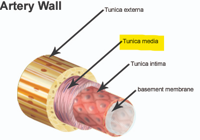 <p>Tunica media </p>