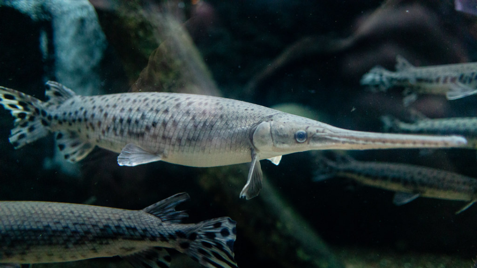 <p>Longnose Gar</p>