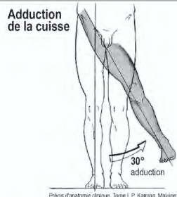 <p>Adduction de l’articulation coxo-fémorale</p>