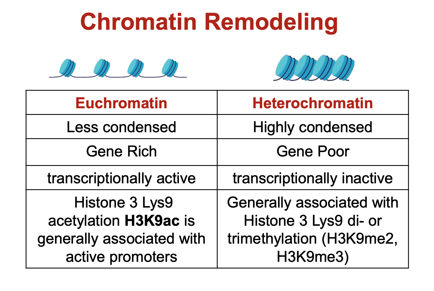 <p>euchromatin is transcriptionally active as its more opened up so transcriptional machinery have room to get in and attach. Same principle applies for why heterochromatin is transcriptionally inactive.&nbsp;</p>
