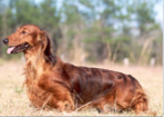 <p>Hound Group</p>