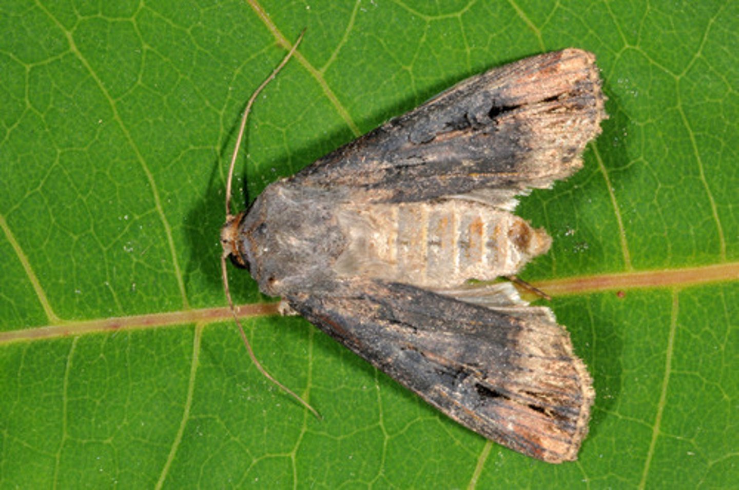 <p>Moth Family</p>