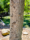 <p>Celtis laevigata</p><p>(Cannabis)</p>