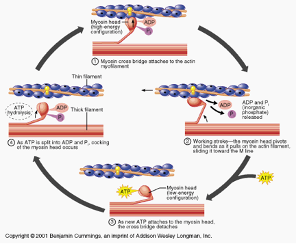 <p>ATP is bound to myosin head which is a low energy state&nbsp;→ myosin head hydrolyzes ATP into ADP and Pi which is a high energy configuration&nbsp;→ myosin head binds to actin forming a cross-bridge&nbsp;→ myosin relates ADP + Pi while in a cross-bridge formation. This brings the thin filament towards the center of the sarcomere using a power stroke restoring it back to a low energy state&nbsp;→ ATP binds to myosin head releases if from acting starting the cycle again</p>