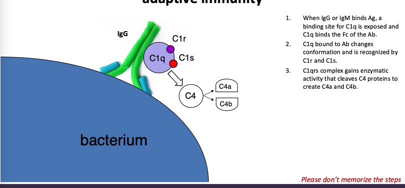 <p>IgG or IgM (part of adaptive immunity)</p>