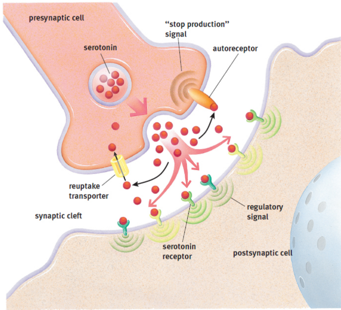 <p>absorb neurotransmitters back into the presynaptic neurons</p><p>ex. serotonin (5-HT), dopamine (DA) and norepinephrine (NE)</p><p>cocaine blocks reuptake</p>