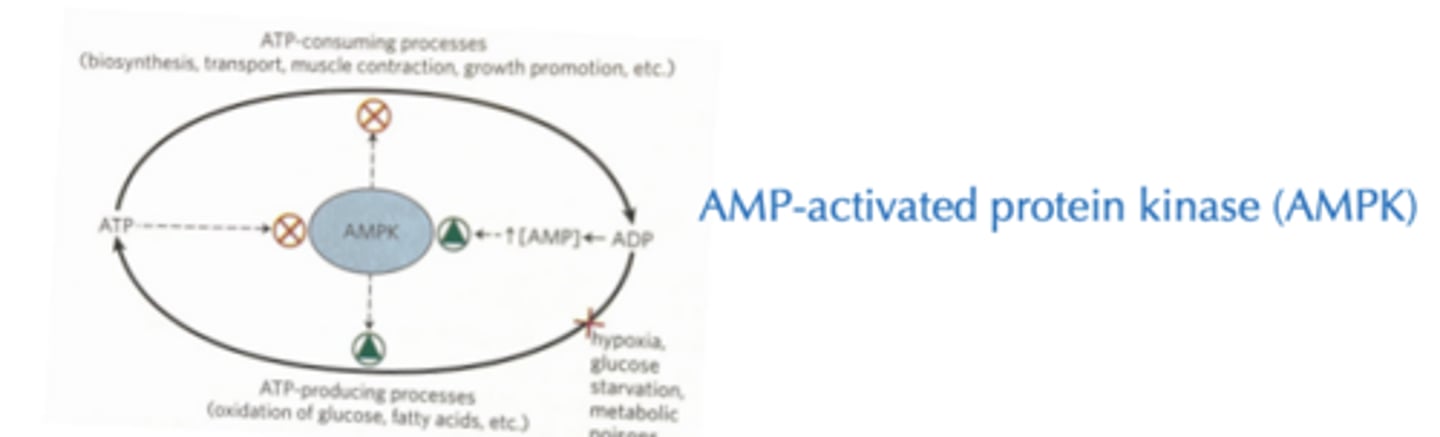 <p>Less calories in, less glucose in blood Exercise burns calories directly but also activates AMPK à increases catabolism</p>