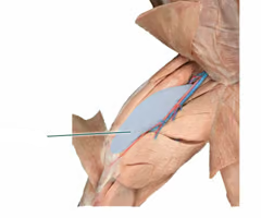 <p>What is the muscle indicated by the grey area? What is an attachment point and function?</p>