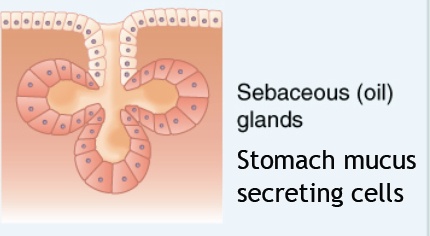 <p>Identify the exocrine gland</p>