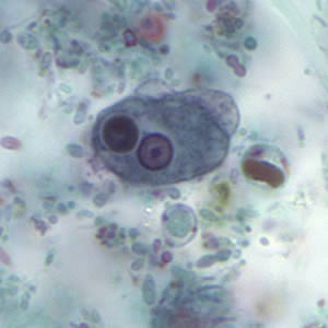<p><span>Identify the eukaryote shown here:</span></p>