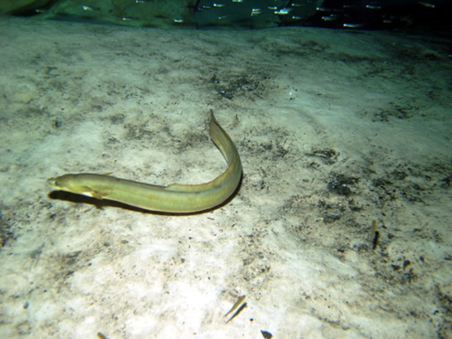 <p>Order Anguilliformes;</p><p>Freshwater Eels;</p><p>-Body elongate and snakelike</p><p>-Pelvic fins absent</p><p>-Dorsal, caudal, and anal fins fused</p><p>-Usually catadromous (born in ocean, migrate to Freshwater)</p><p>-2 genera and 22 species</p><p>-Single TN species</p>