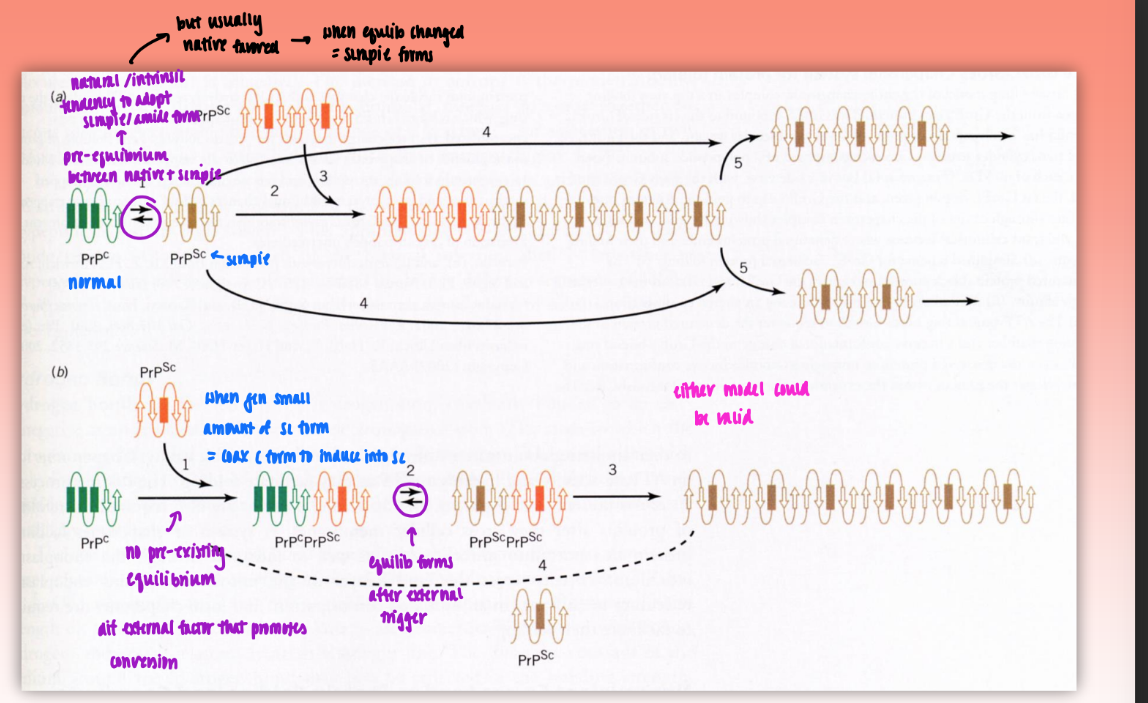 <ul><li><p>2 models = both valid</p></li><li><p>Model A : nucleation-polymerization mechanism</p><ul><li><p>body has natural/intrinsic tendency to adopt scrapie/amyloid form (pre-existing equlib)</p></li><li><p>usually native favored → when equlib changed = scrapie forms</p></li></ul></li><li><p>Model B : template-directed mechanism</p><ul><li><p>no pre-existing equilib = dif external factor that promotes conversion</p></li><li><p>when gen small amount of Sc form = coax C (native) form to induce into SC</p></li><li><p>equlib forms after external trigger</p></li></ul></li></ul><p></p>