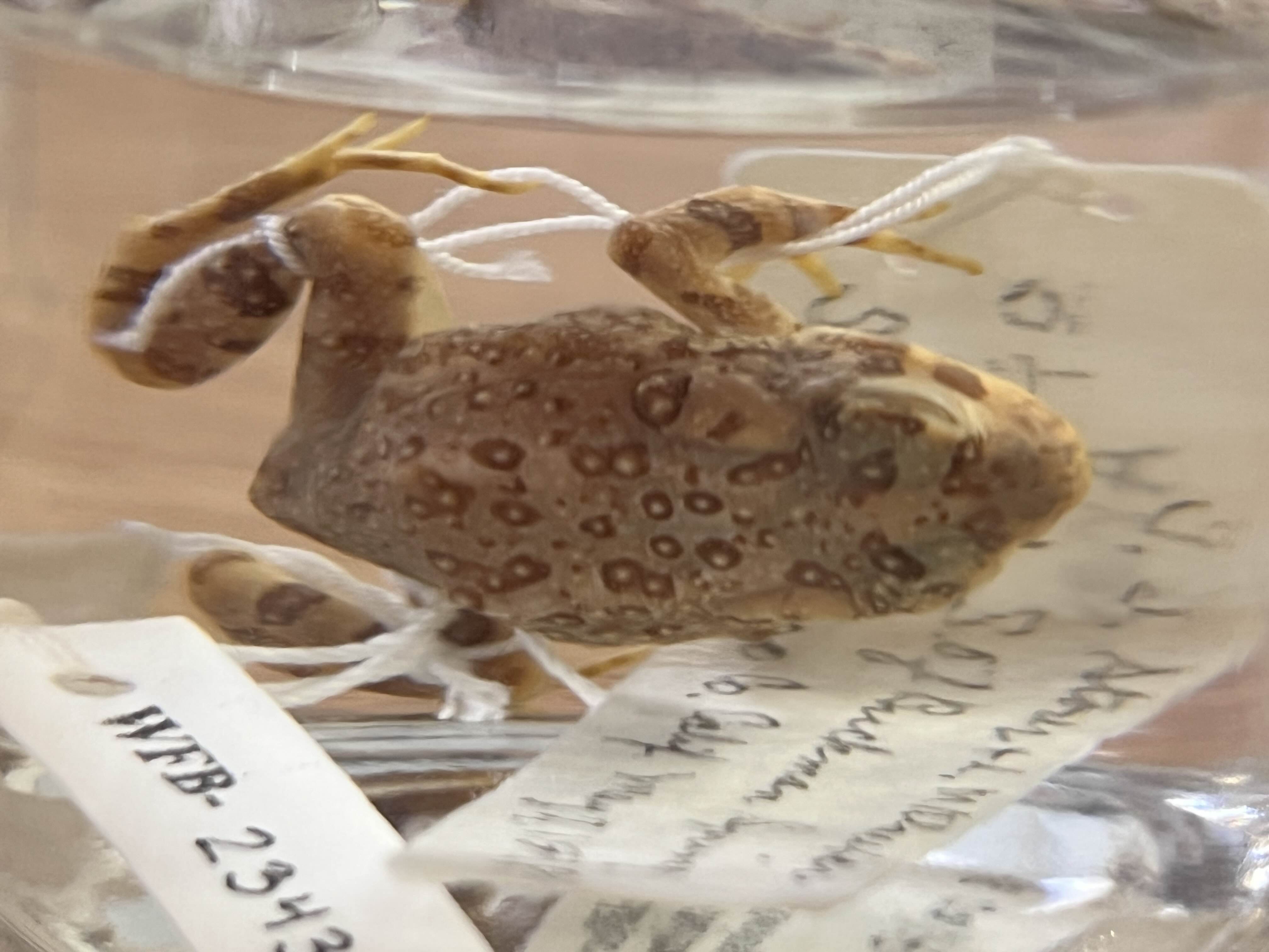 <p>Family + species?</p><ul><li><p>No dorsal stripe</p></li><li><p>No prominent cranial crests</p></li><li><p>Endangered</p></li></ul><p></p>