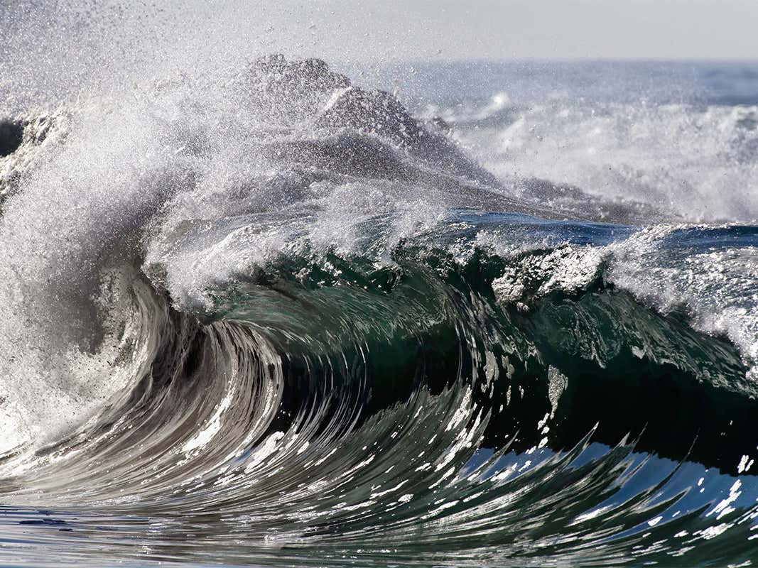 <p>Далайн түрлэг</p>