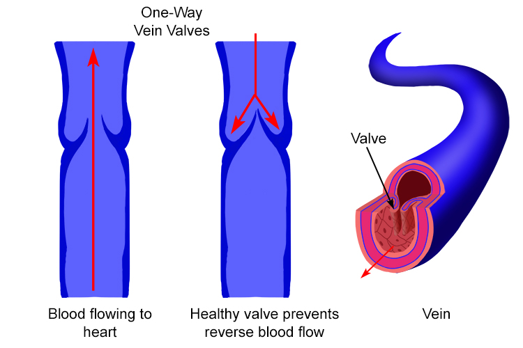 Flaps of tissue (each tissue flap is called a “cusp” or “leaflet”) with a 1/2-moon shape (hence why they’re called semilunar). 