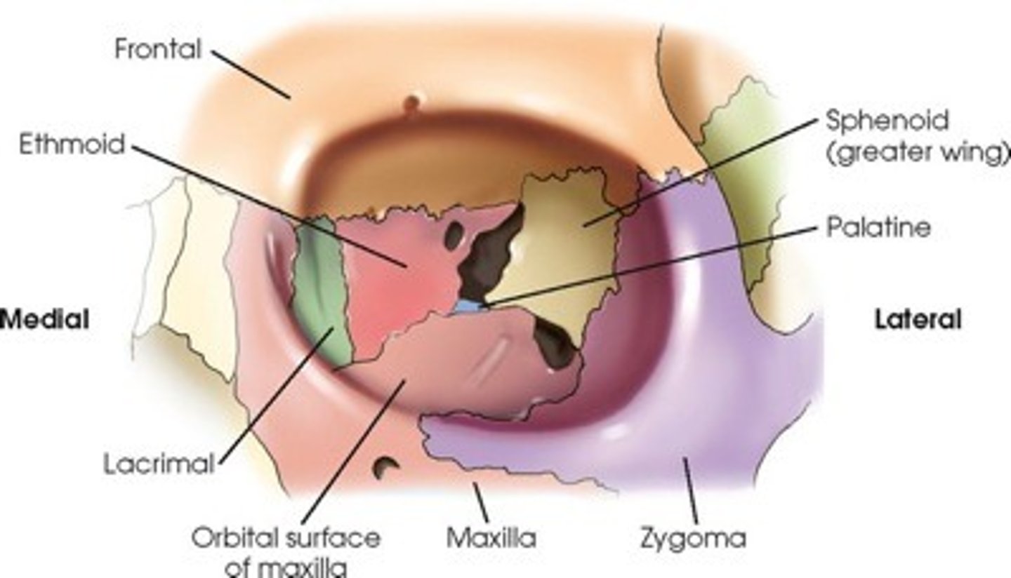 <p>Frontal (superior), Zygomatic (lateral), Maxillary (inferior).</p>