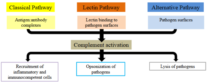 <ul><li><p>The binding of lectin to the surface of bacteria. </p></li><li><p>This leads to complement activation, which can lead to another 3 pathways. </p><ul><li><p>Recruitment of <strong>i</strong>nflammatory and immunocompetent cells, <strong>o</strong>psonization of pathogens, <strong>l</strong>ysis of pathogens. </p><ul><li><p>OIL.</p></li></ul></li></ul></li></ul><p></p>