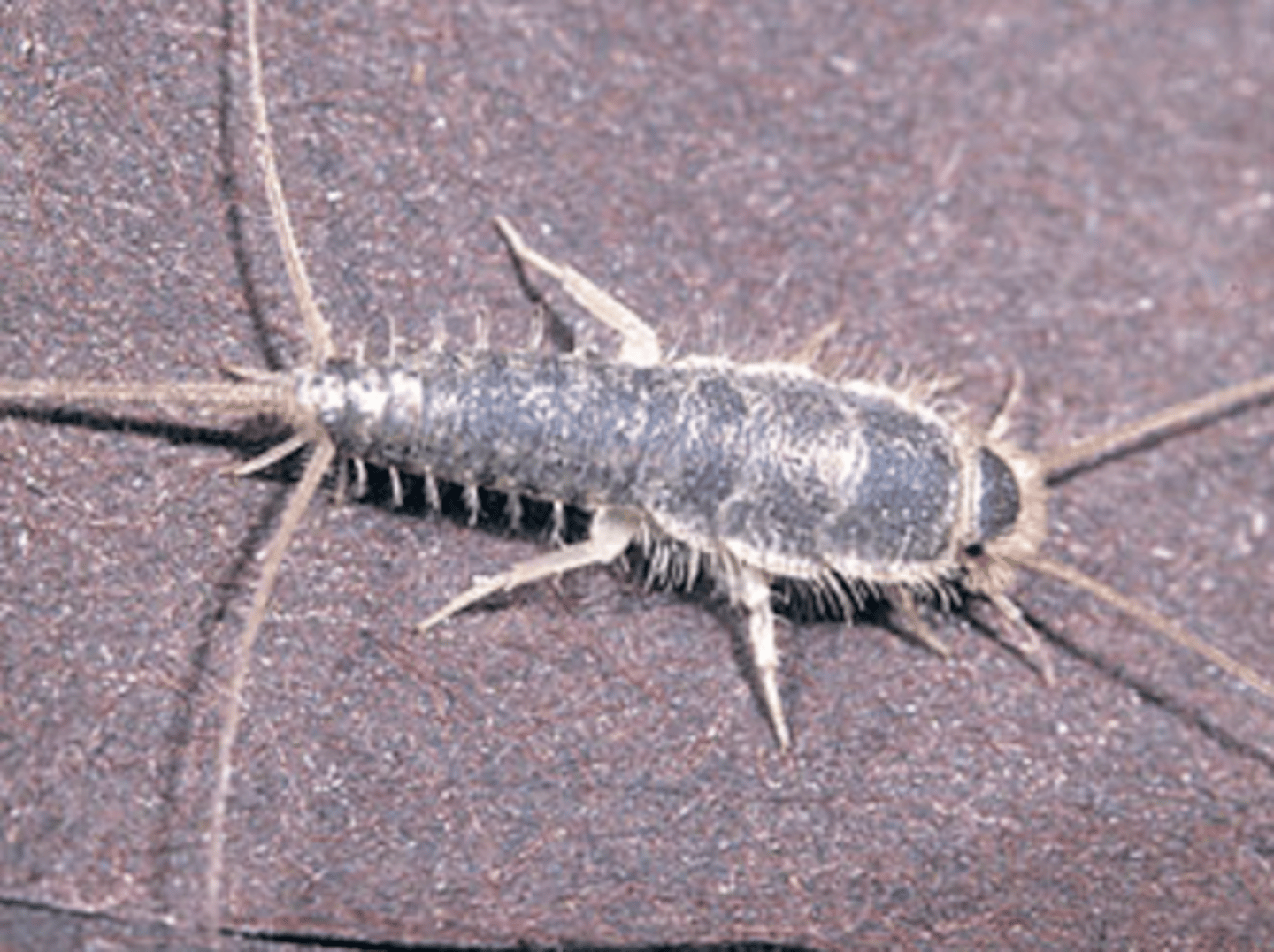 <p>Silverfish</p>