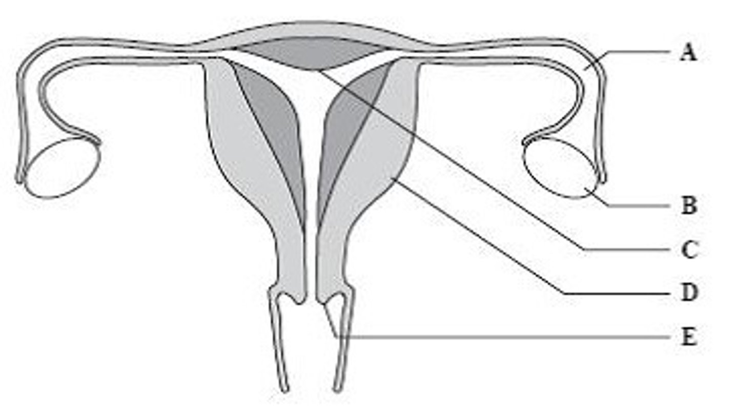 <p>Give the letter which labels the structure where the placenta forms.</p>