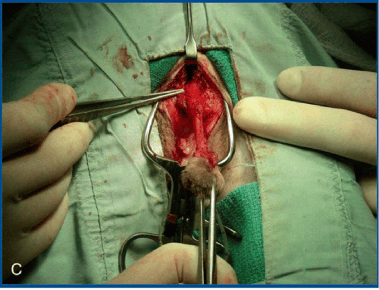 <p>what is the process like for feline perineal urethrostomy</p>