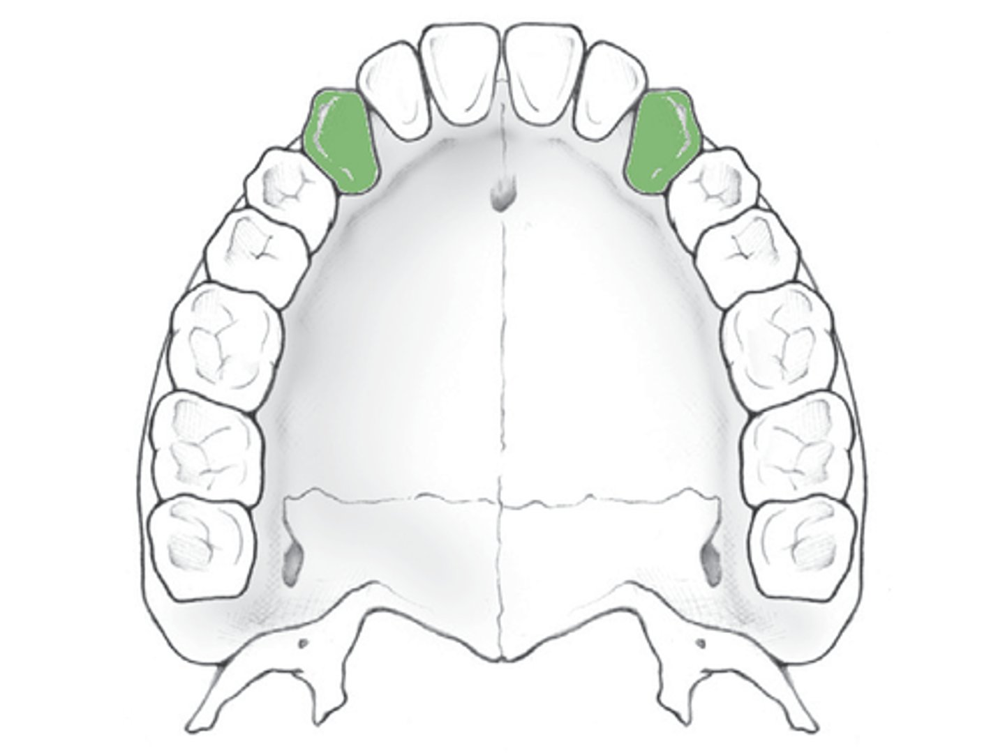 <p>canine teeth</p>