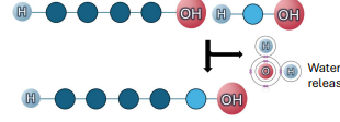 <p>Dehydration synthesis</p>