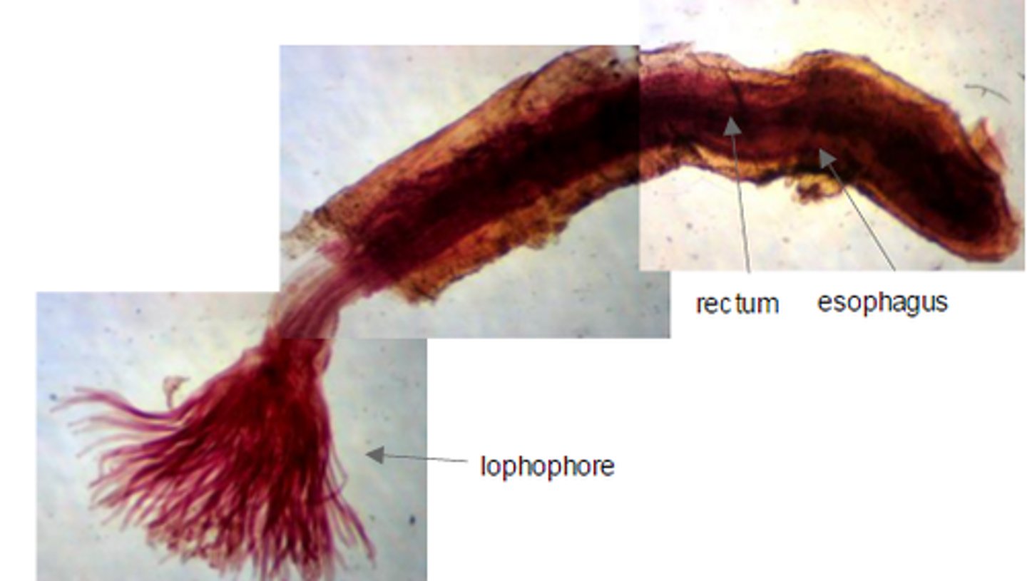 <p>- Organism buried in sediment, but can create current and bring in water</p><p>- Burrowing polychaetes (use specialized parapodia) and mollusks (ciliated gill, inhalant siphon, ciliated palp)</p>