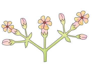 <p>type of inflorescence</p>