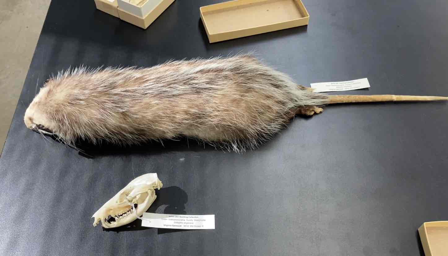 <ul><li><p>Order- Didelphimorphia</p></li><li><p>fam- Didelphidae</p></li><li><p>Metatheria- Marsupial. </p><p>Opossums are small to med body size. all have five toes on each foot.  the tail is long scaly and prehensible. they have relatively long rostrums, a small braincase, and often, a prominent sagittal crest. posses a well dev pouch and simple stomachs. omnivorous primarily found in prairies, marshes, and farmlands. terrestial and partially arboreal. nocturnal and generally solitary. notinteractic with conspecifics exept to reproduce. </p></li></ul>