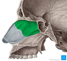 <p><span><span>a thin, flat, vertical bone located in the skull's median plane, forming the upper, posterior part of the nasal septum</span></span></p>
